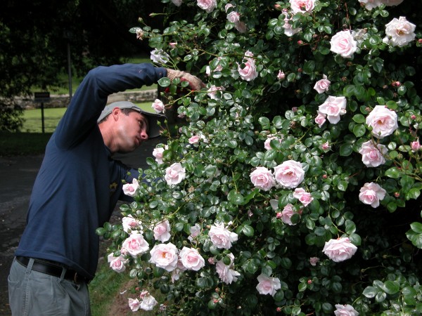 Pruning image