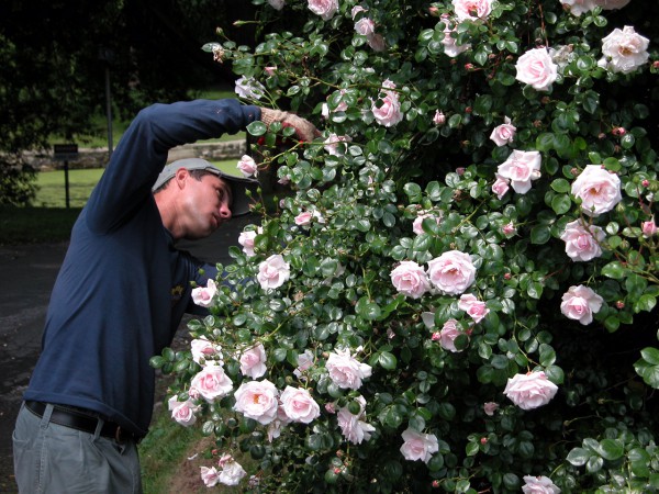 Tree Prunning Workshop Image