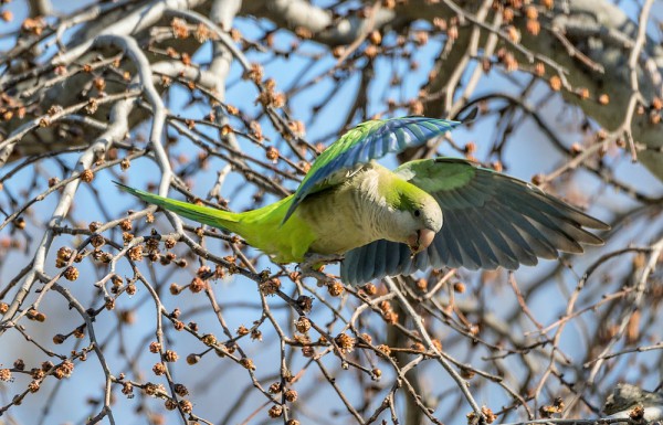 birding-in-peace