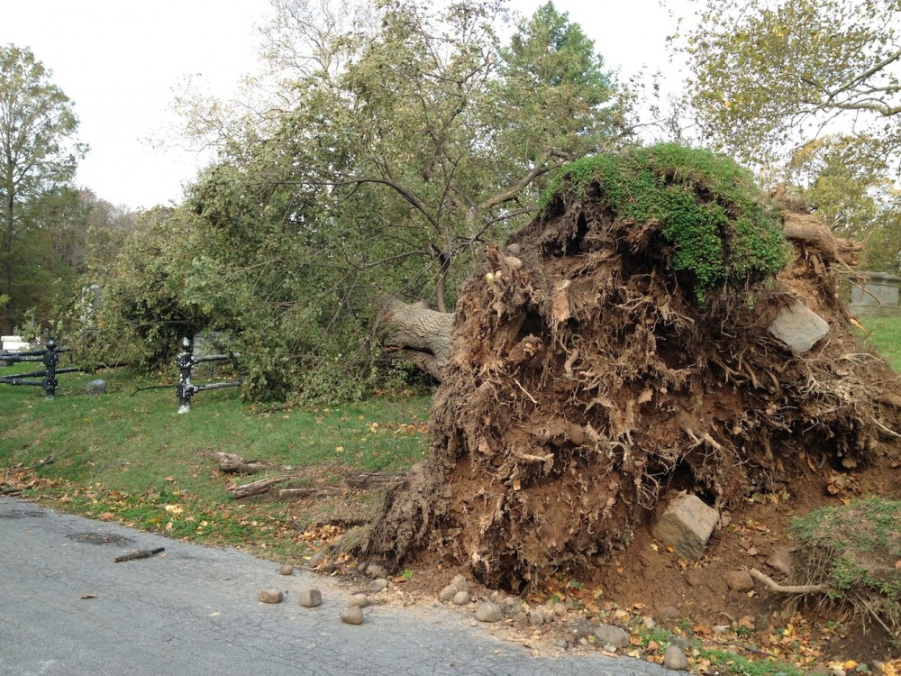 The Norway Maple, uprooted and on top of the fence. This tree had a Red-Tail Hawk nest in it; it was occupied for many years, but shifted several years ago and, as a result, had been abandoned by the time the tree went over.