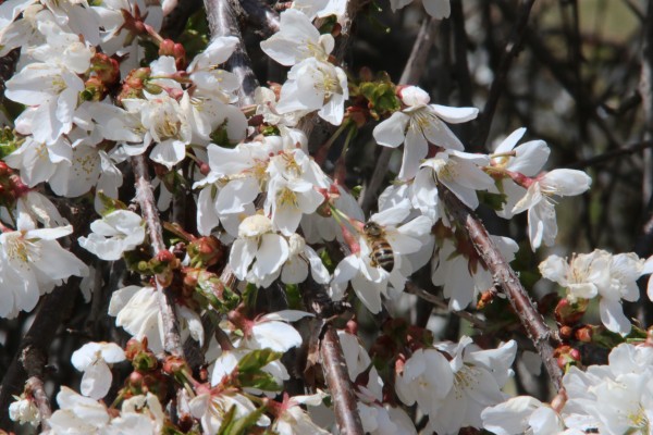 A bee, doing bee things, inspired by a white cherry.