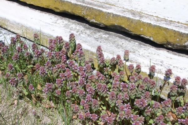 There is more blooming out on the grounds than trees and shrubs. Look up, look down.