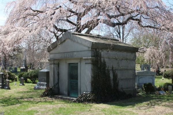 This magnificent weeping cherry, along Battle Avenue, is always a great treat.