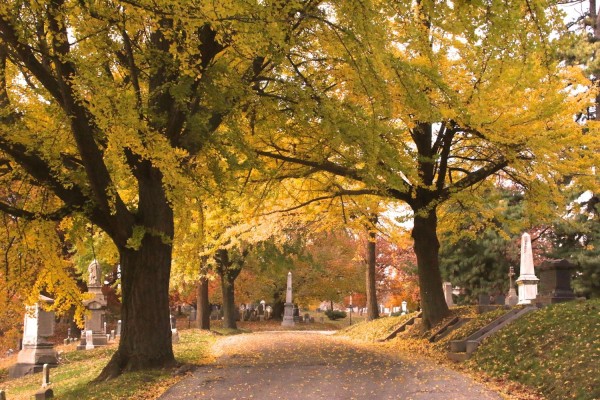 Gingko trees along Vista Avenue, above Cedar Dell.