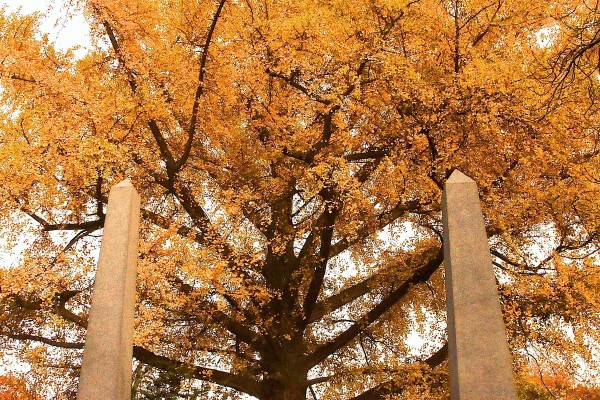 Obelisks frame a very large Ginko.