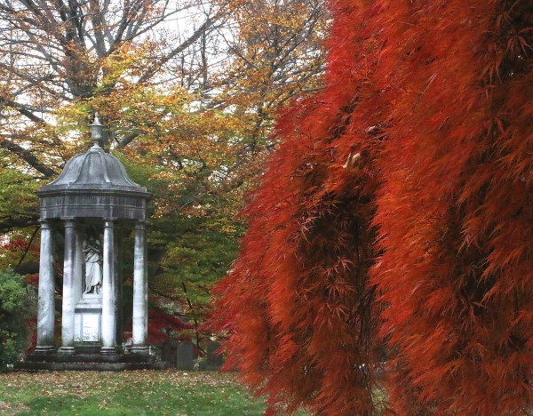 One of Green-Wood's most spectacular cut leaf Japanese maples is at the intersection of Cypress and Vine Avenues.