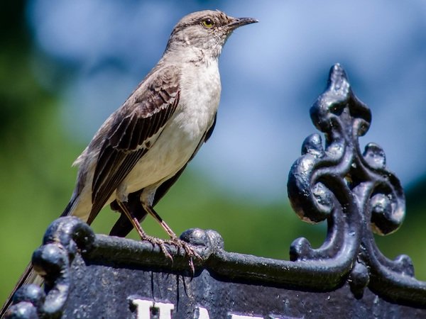 bird perched path sign