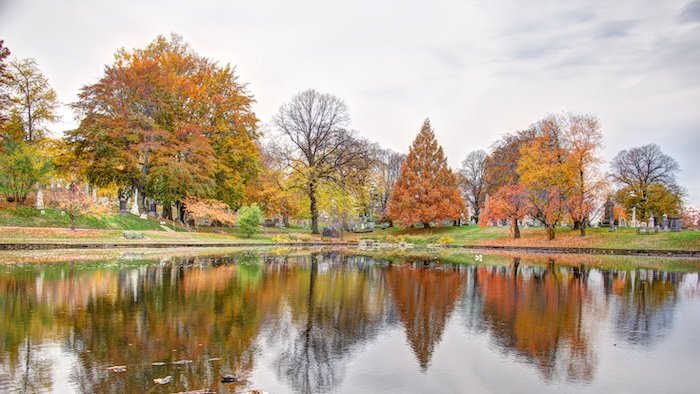 fall leaves water