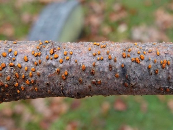 fungi on wood