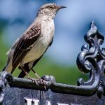 bird perched path sign