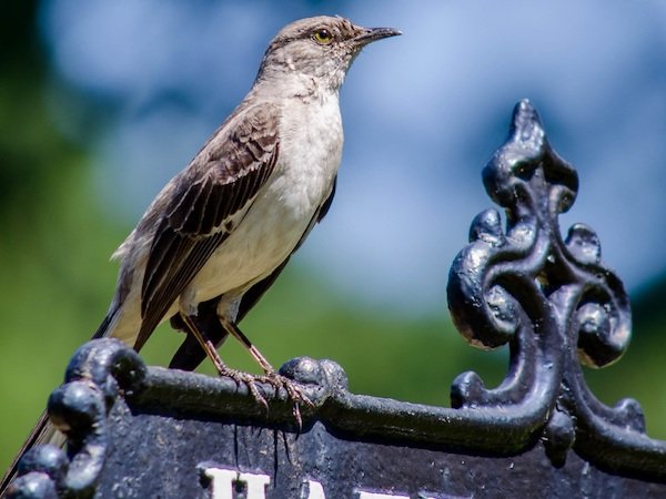 bird perched path sign