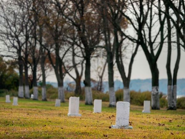 graves trees scene