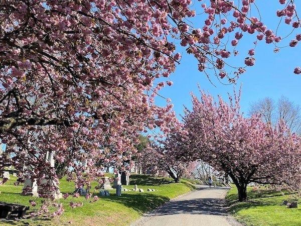 tree blossoms