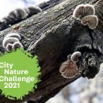 city nature challenge fungi