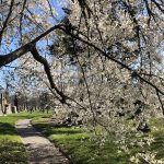 spring tree path