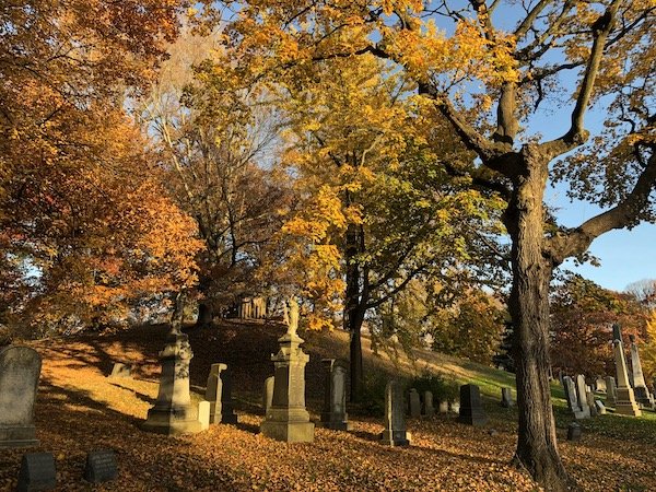 fall trees hillside