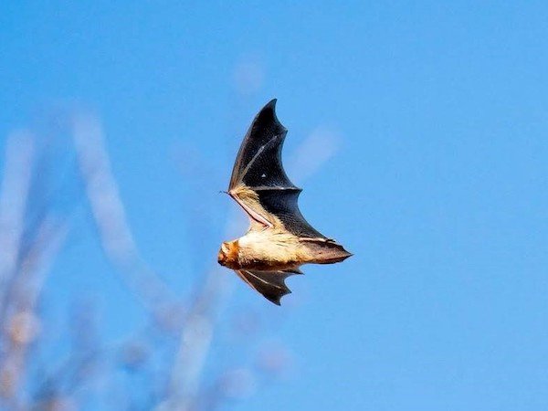 bat flying