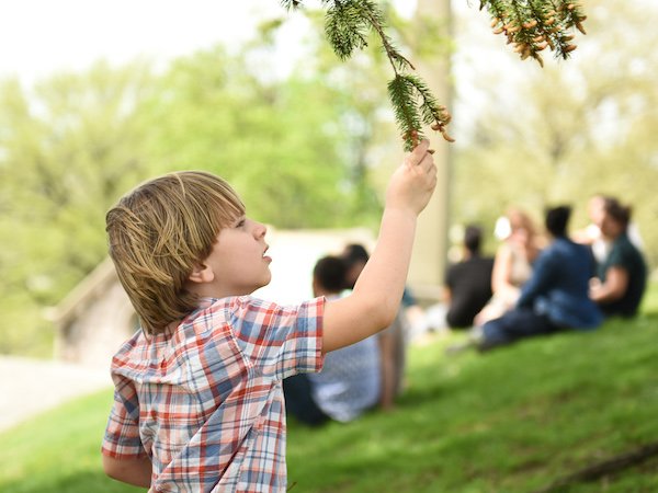 kid green-wood tree examination