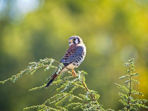 green-wood kestrel