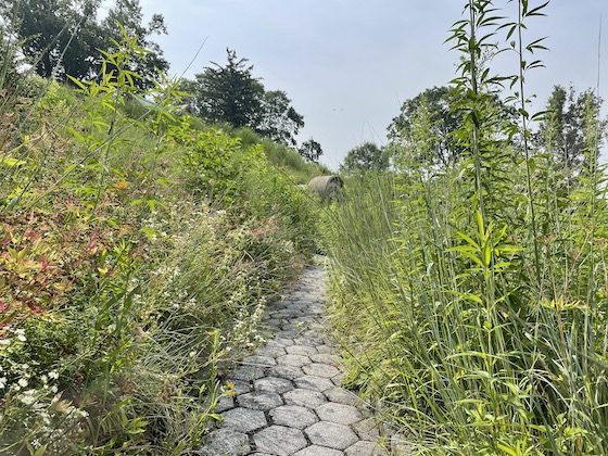 grassy green-wood path