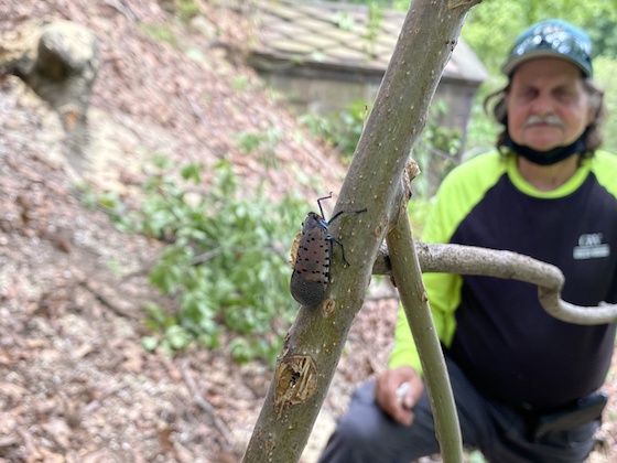 spotted lanternfly