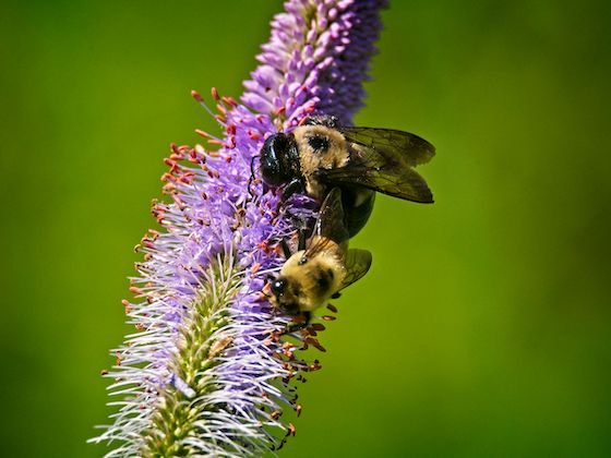 bee on flower