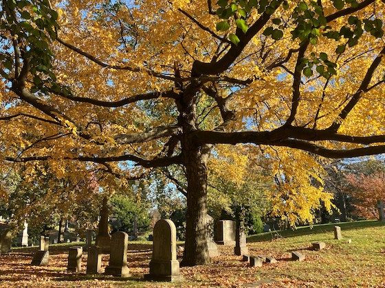 large fall tree green-wood