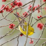 bird in tree