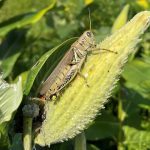 grasshopper near leaves