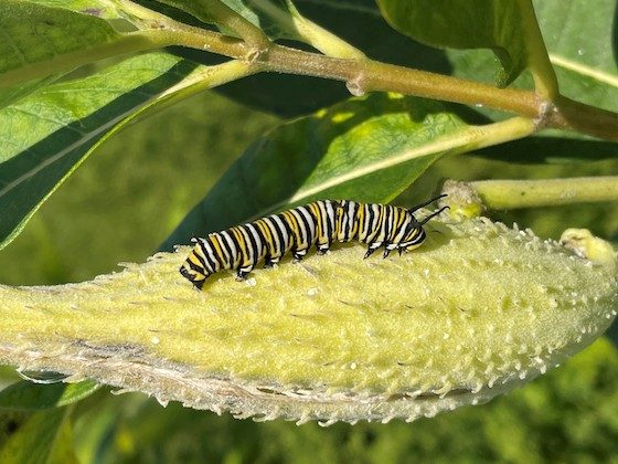 caterpillar on branch