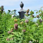 foliage and cemetery monument