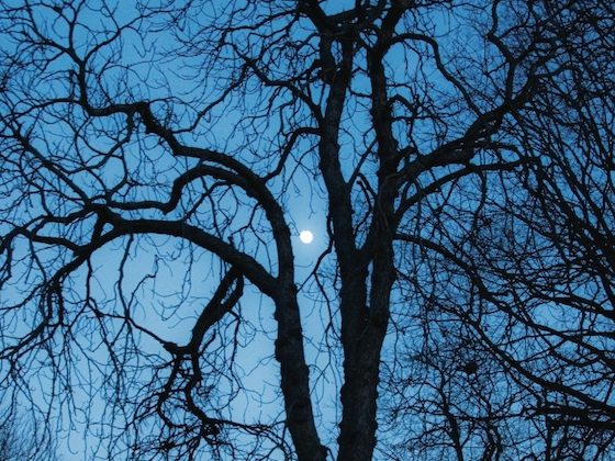 green-wood tree and moon