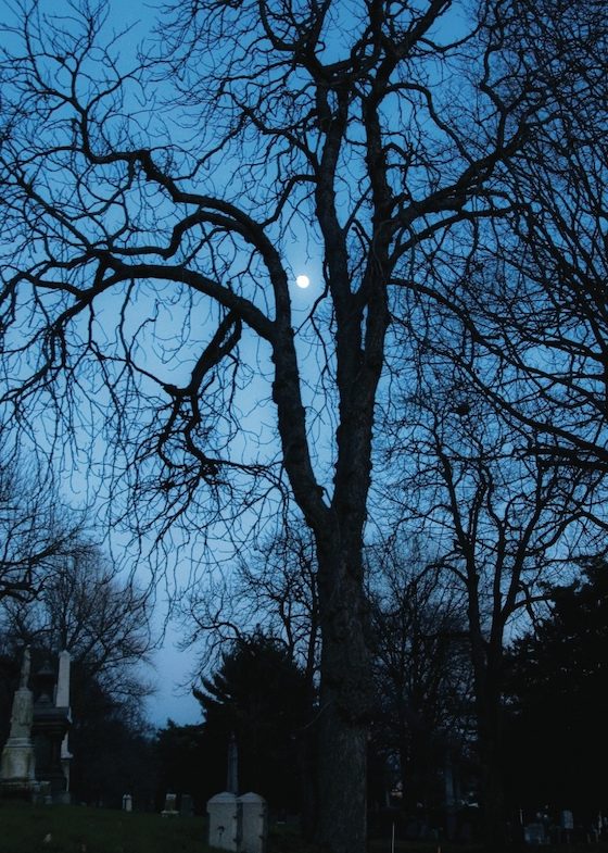 moon through cemetery tree