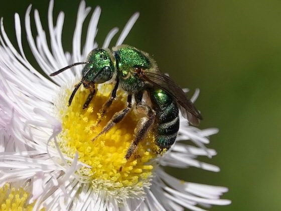 bee on flower