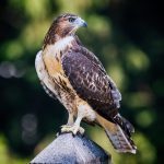 bird perched on monument