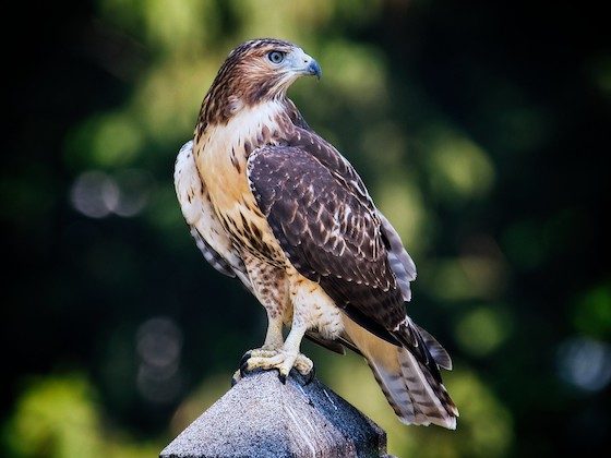 bird perched on monument