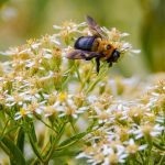 bee on flower