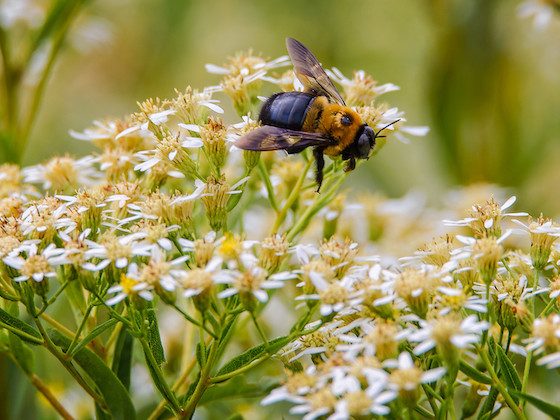 bee on flower