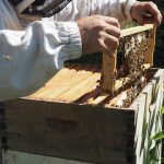 beekeeper with hive