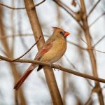 bird perched on branch