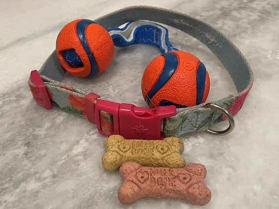 dog collar and treats