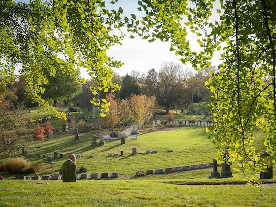 green-wood landscape