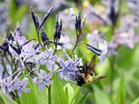 bee on purple flower