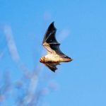 bat in blue sky