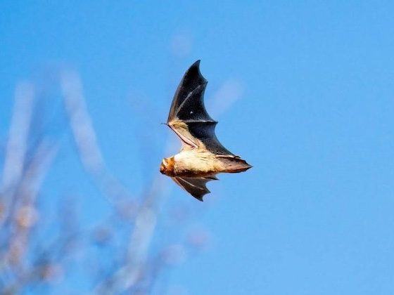 bat in blue sky