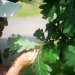 leaf gall examination