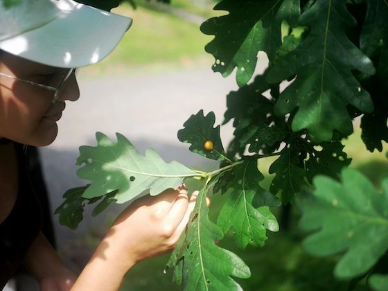 leaf gall examination