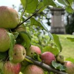 apples and green-wood grave