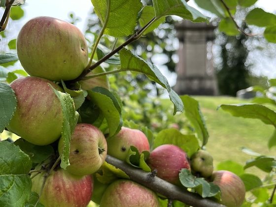 cemetery apples and monument