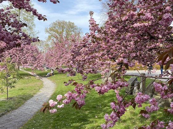 green-wood path and flowers